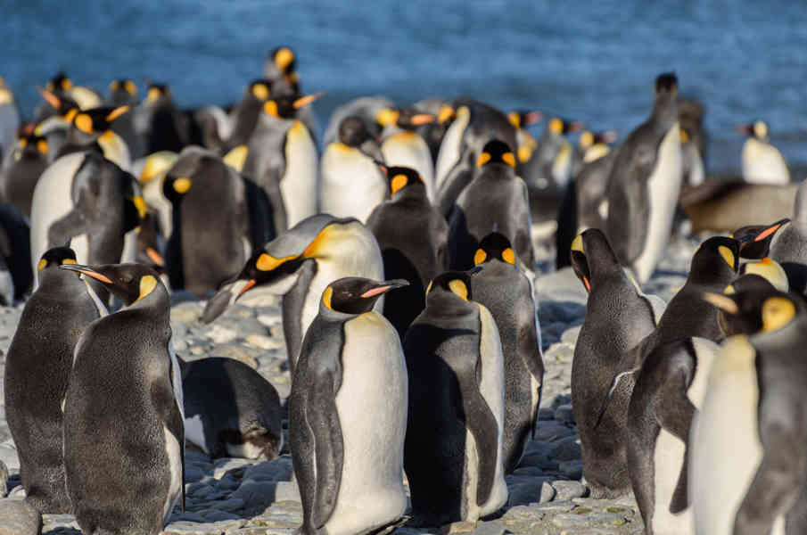 Pingüino Rey - islas Georgias del Sur 059.jpg